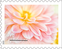First-Class Stamp